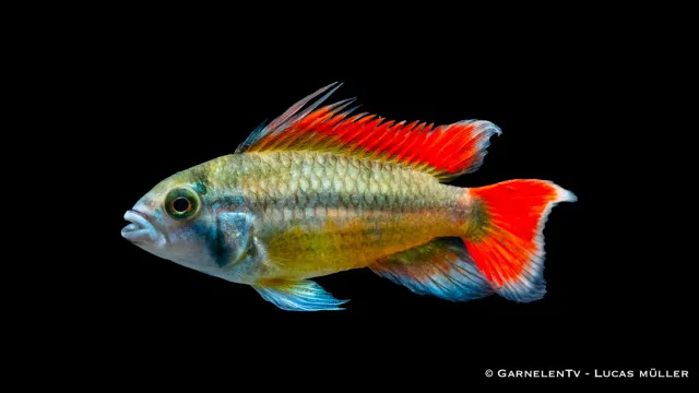 Kakaduzwergbuntbarsch orange Apistogramma cacatuoides dvärgcichlid