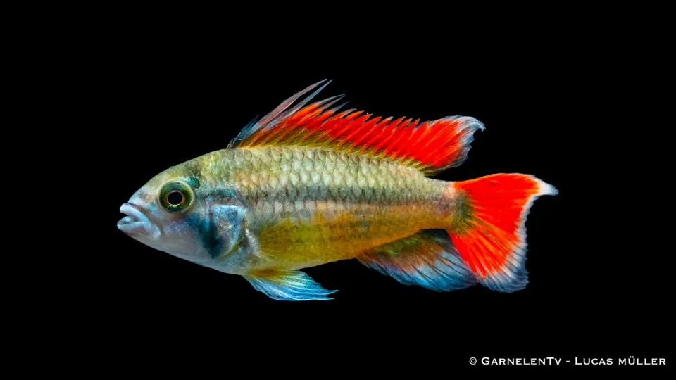 Kakaduzwergbuntbarsch orange Apistogramma cacatuoides dvärgcichlid