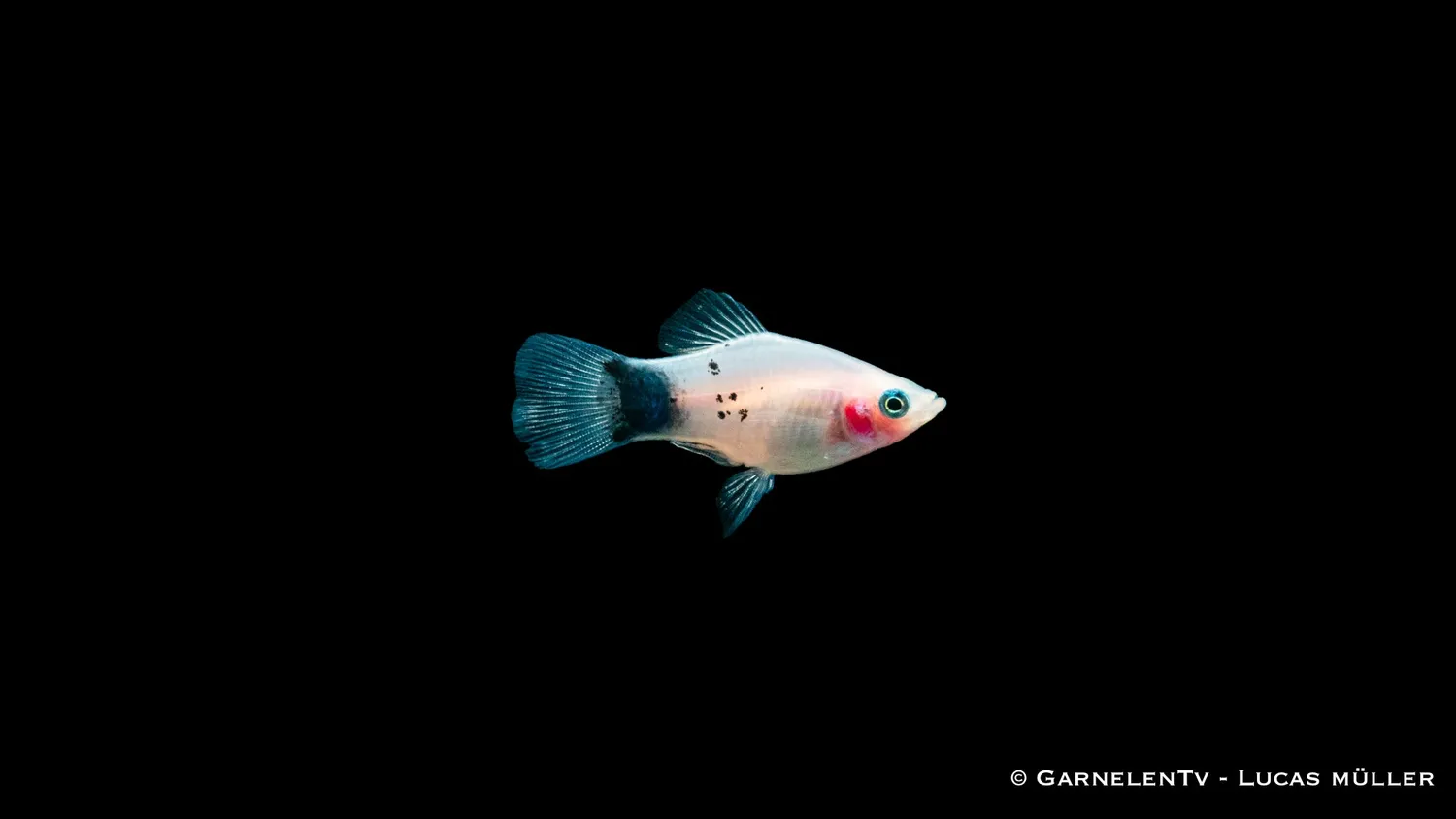 Garnelen TV White Mickey Mouse Xiphophorus maculatus platy 5–7 cm