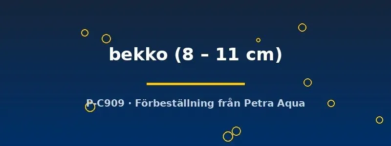 Näsets Cyprinus koi bekko dammfisk 8-11 cm