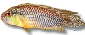 Näsets Ciklidhobby Apistogramma agassizi Santarem 3–4 cm dvärgciklid