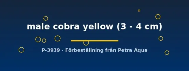 Näsets Ciklidhobby Poecilia ret. cobra yellow guppyhane 3–4 cm