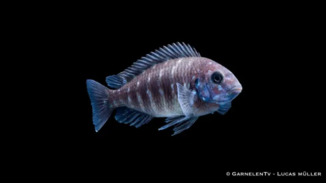 Garnelen TV Tropheus duboisi maswa ciklid 12–15 cm