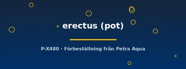 Näsets Ciklidhobby Pogostemon erectus akvarieväxt kruka