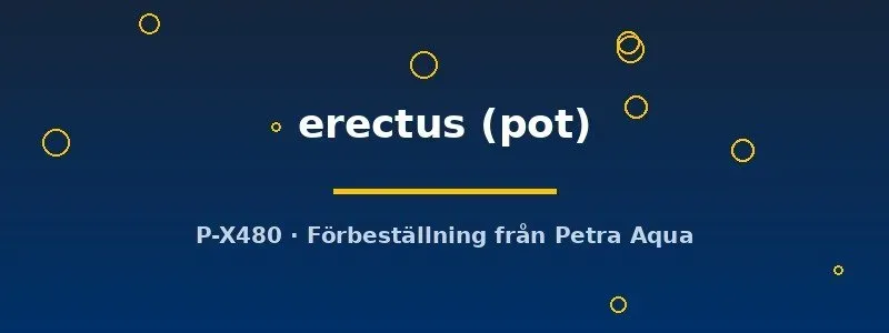 Näsets Ciklidhobby Pogostemon erectus akvarieväxt kruka