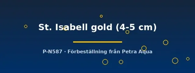 Näsets Ciklidhobby St. Isabell gold scalar 4-5 cm guld
