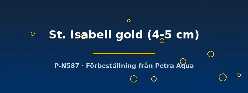 Näsets Ciklidhobby St. Isabell gold scalar 4-5 cm guld