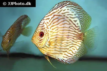 Näsets Ciklidhobby Discus Röd Türkis diskusfisk 8 cm röd