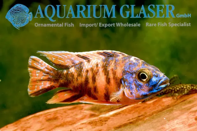 Näsets Ciklidhobby Aulonocara ORANGE BLOTCHED 7-9 cm malawiciklid
