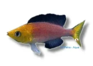 Näsets Ciklidhobby Cyprichromis lept. jumbo yellow ciklid 4–5 cm