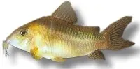 Näsets Ciklidhobby Corydoras rabauti pansarmal 3–3,5 cm bottenfisk