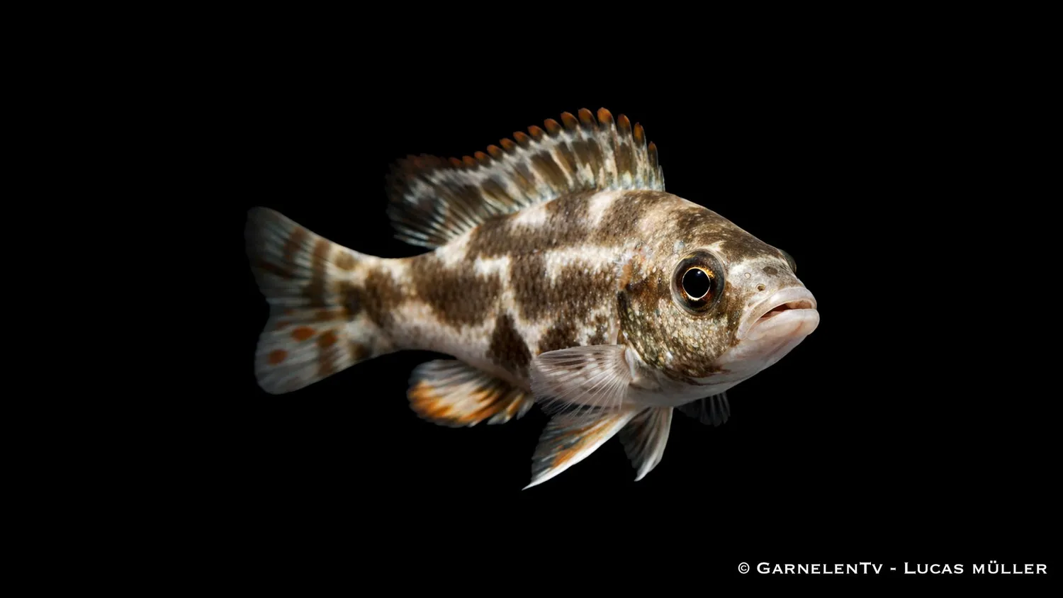 Garnelen TV Nimbrochromis livingstonii malawiciklid