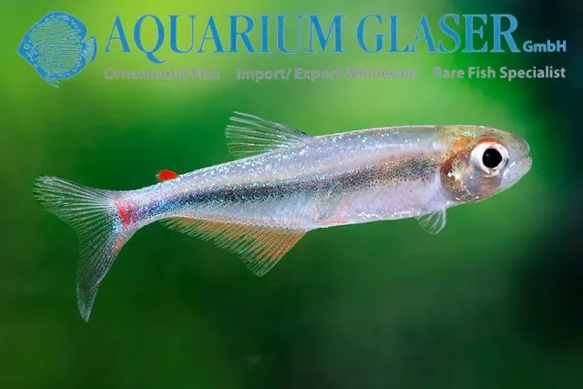 Näsets Ciklidhobby Knodus red adipose fin akvariefisk lg-xlg