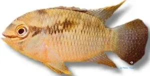 Näsets Ciklidhobby Laetacara thaeri ciklid 4-5 cm