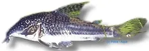 Näsets Ciklidhobby Corydoras barbatus Pansarmal 3–4 cm