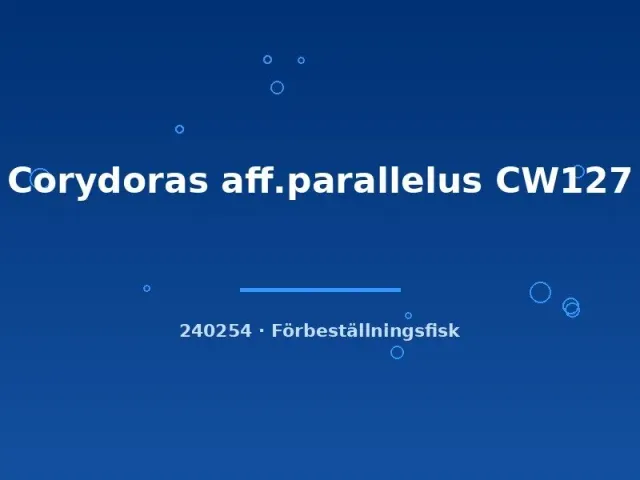Näsets Ciklidhobby Corydoras aff. parallelus CW127 pansarmal lg-xlg