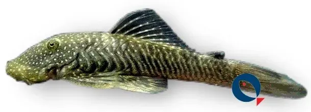Näsets Ciklidhobby L187 Chaetostoma paersi mal 4–6 cm algätare