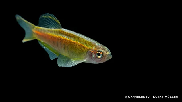 Garnelen TV Danio choprae stimfisk glödljus orange