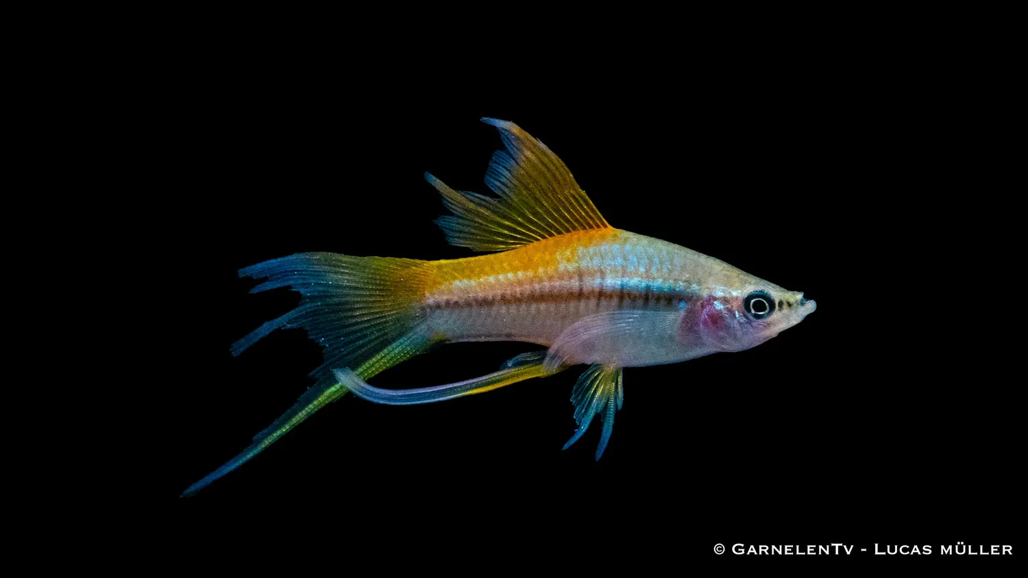 Garnelen TV Neon svärdbärare akvariefisk 5–7 cm
