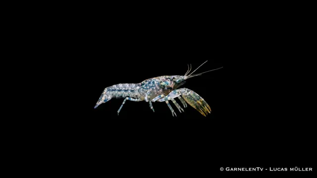 Garnelen TV Louisiana dvärgkräfta Cambarellus shufeldtii