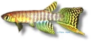Pterolebias peruensis killifisk 4–6 cm