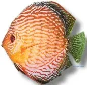 Näsets Ciklidhobby Discus red turquoise high body diskus 9–11,5 cm