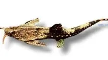 Näsets Ciklidhobby Guitarrita Bunocephalus coracoideus mal 3–4 cm