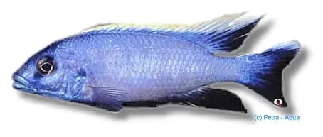 Näsets Ciklidhobby Red-Top Trematocranus ciklid 7–9 cm