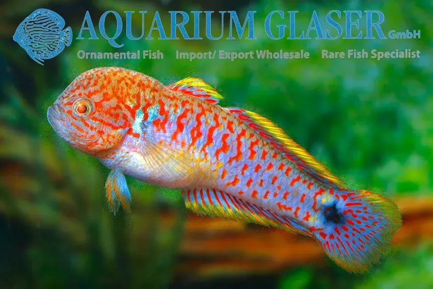 Näsets Ciklidhobby Tateurndina ocellicauda akvariefisk md-lg