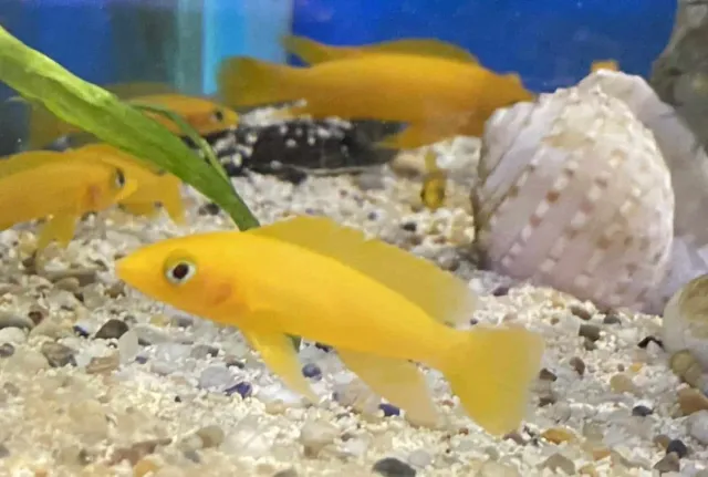Näsets Ciklidhobby Neolamprologus Leleupi akvariefisk ciklid