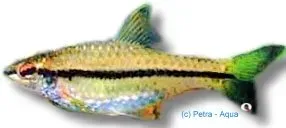 Näsets Ciklidhobby Slender Black-Striped Barb akvariefisk 3,5–4 cm