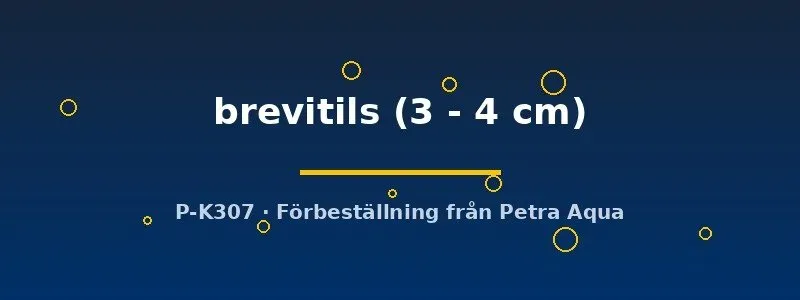 Näsets Ciklidhobby L149 Ancistrus brevitils mal 3–4 cm algätare