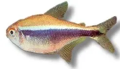 Black Neon Tetra Hyphessobrycon herbertaxelrodi akvariefisk 2,5–3 cm stimfisk