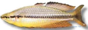 Melanotaenia nigrans australian regnbågsfisk 4,5–5,5 cm