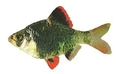 Tiger Barb Green 3–3,5 cm akvariefisk grön stimfisk
