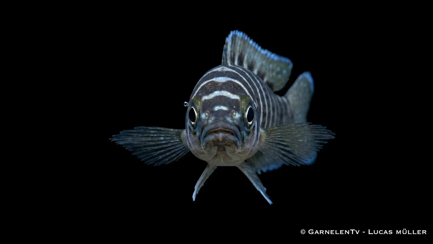 Neolamprologus cylindricus ciklid levande randig Tanganyika