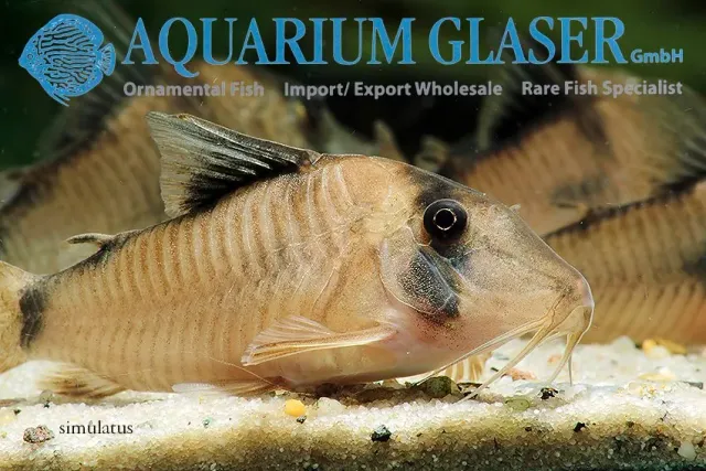 Corydoras simulatus pansarmal lg–xlg