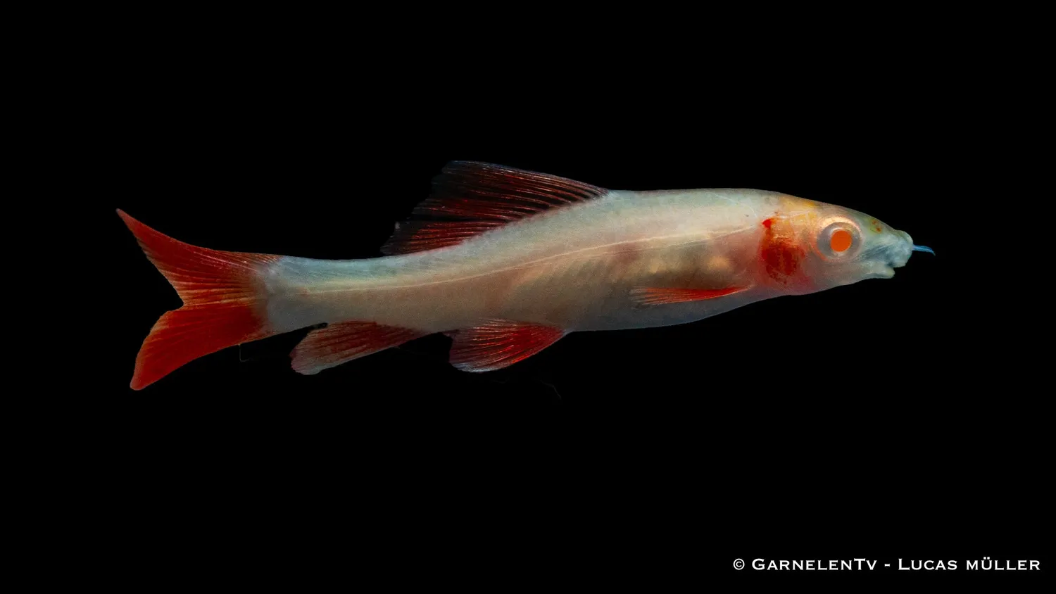 Garnelen TV Fransenlipper Epalzeorhynchos frenatum akvariefisk guld