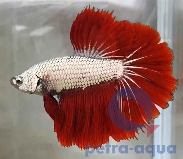 Näsets Ciklidhobby Betta spl male Halfmoon Dragon mix XL kampfisk