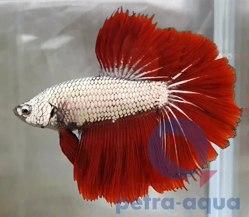 Näsets Ciklidhobby Betta spl male Halfmoon Dragon mix XL kampfisk