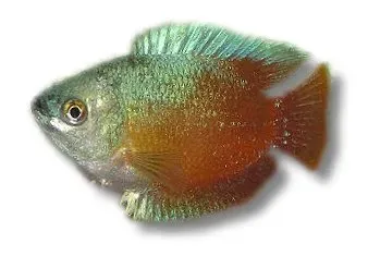 Näsets Ciklidhobby Blood Red dvärggurami 4–5,5 cm röd