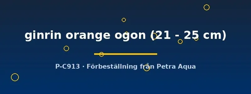 Näsets Ciklidhobby Ginrin Orange Ogon koi 21–25 cm