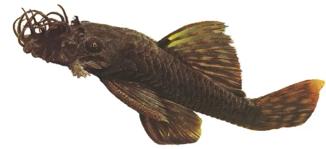 Ancistrus spec. bristlenose mal 7–8 cm algätare