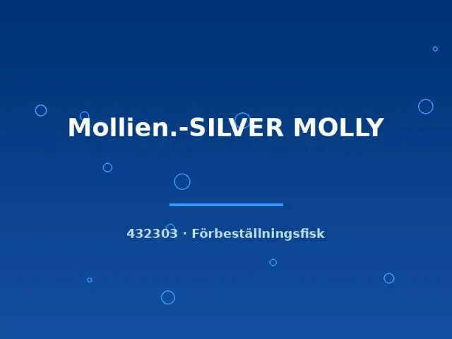 Näsets Ciklidhobby Silver Molly akvariefisk lg fredlig