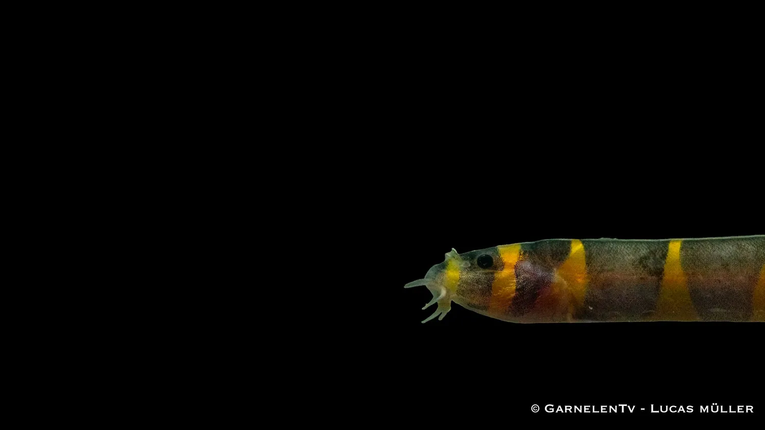 Garnelen TV Dornauge bandad bottenfisk Pangio kuhli grupp