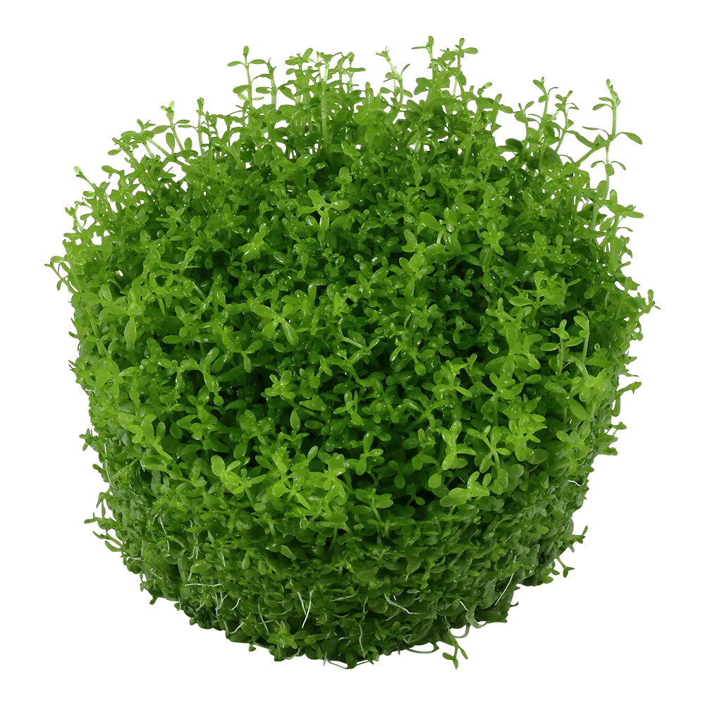 Akvarievalvet Hemianthus callitrichoides Cuba akvarieväxt förgrund
