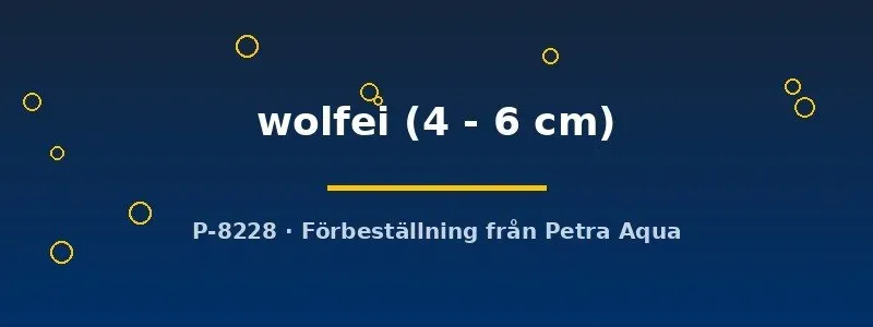 Rineloricaria wolfei pansarmal 4–6 cm grupp