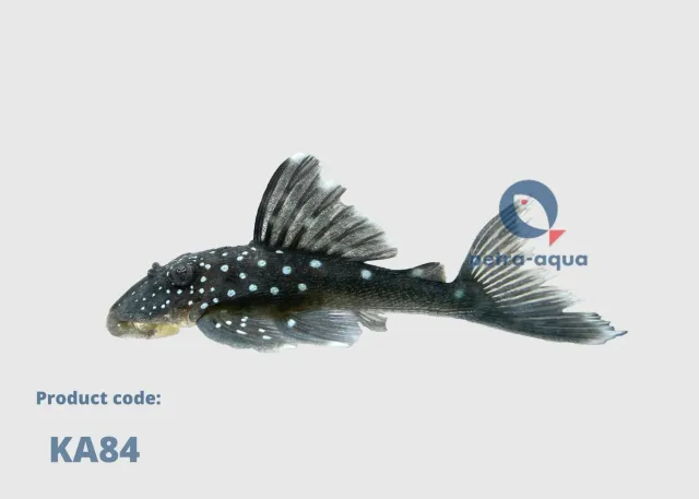 Näsets Ciklidhobby L128 Ancistrinae mal 5-7 cm