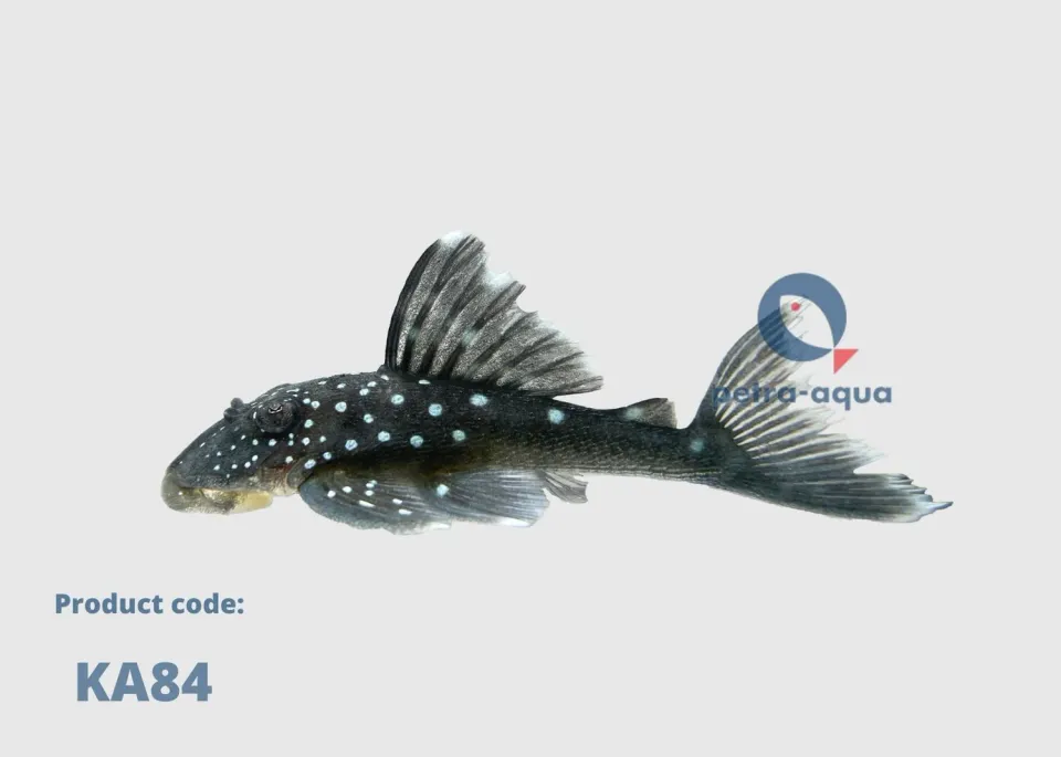 Näsets Ciklidhobby L128 Ancistrinae mal 5-7 cm