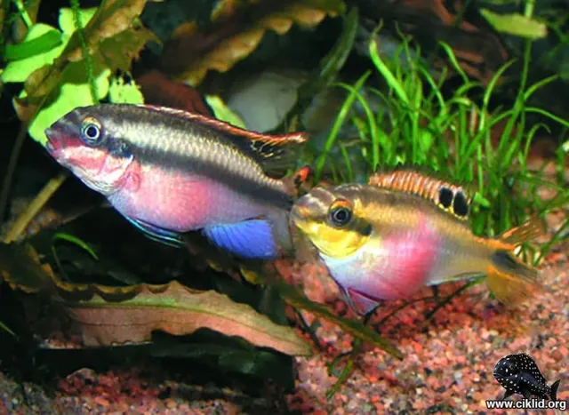 Näsets Ciklidhobby Pelvicachromis pulcher palettciklid 3–4 cm